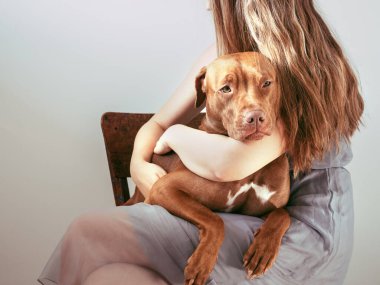 Sevimli, kahverengi renkli sevimli bir köpek yavrusu. Yakın plan.