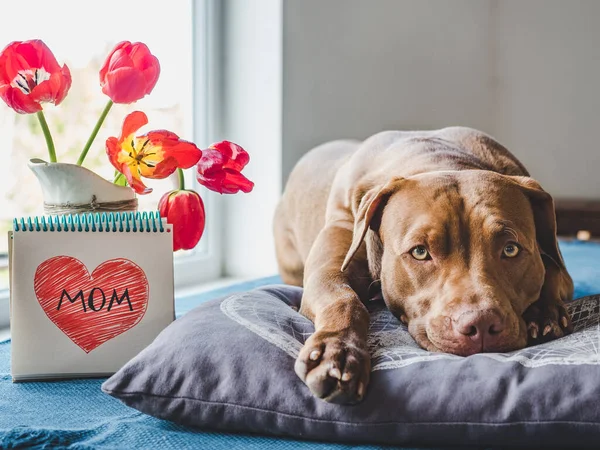 Kahverengi ve parlak lalelerden oluşan sevimli bir köpek yavrusu.