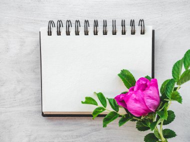 Parlak çiçekler ve tebrik mesajın için bir yer. Yakından bak, yukarıdan bak. İnsan yok. Tatil hazırlığı kavramı. Akrabalar, arkadaşlar ve meslektaşlar için tebrikler.