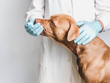 Veterinerdeki resepsiyonda çok tatlı bir çikolata rengi. Yakın plan, izole edilmiş arka plan. Stüdyo fotoğrafı. Bakım, eğitim, itaat eğitimi ve evcil hayvan yetiştirme kavramı