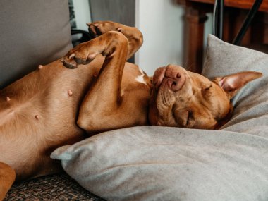Sevimli, kahverengi renkli sevimli bir köpek yavrusu. Yakın plan, kapalı mekan. Gün ışığı. Bakım, eğitim, itaat eğitimi ve evcil hayvan yetiştirme kavramı