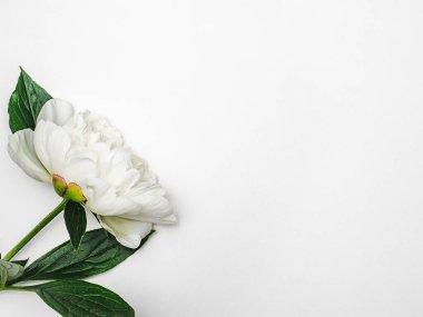 Parlak çiçekler ve tebrik mesajın için bir yer. Yakından bak, yukarıdan bak. İnsan yok. Tatil hazırlığı kavramı. Akrabalar, arkadaşlar ve meslektaşlar için tebrikler.