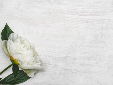 Parlak çiçekler ve tebrik mesajın için bir yer. Yakından bak, yukarıdan bak. İnsan yok. Tatil hazırlığı kavramı. Akrabalar, arkadaşlar ve meslektaşlar için tebrikler.