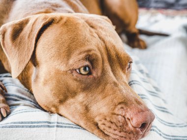 Sevimli, kahverengi renkli sevimli bir köpek yavrusu. Yakın plan, kapalı mekan. Gün ışığı. Bakım, eğitim, itaat eğitimi ve evcil hayvan yetiştirme kavramı