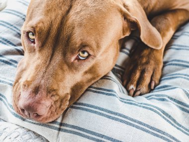 Sevimli, kahverengi renkli sevimli bir köpek yavrusu. Yakın plan, kapalı mekan. Gün ışığı. Bakım, eğitim, itaat eğitimi ve evcil hayvan yetiştirme kavramı