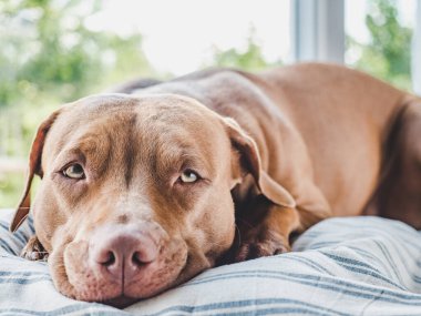 Sevimli, kahverengi renkli sevimli bir köpek yavrusu. Yakın plan, kapalı mekan. Gün ışığı. Bakım, eğitim, itaat eğitimi ve evcil hayvan yetiştirme kavramı