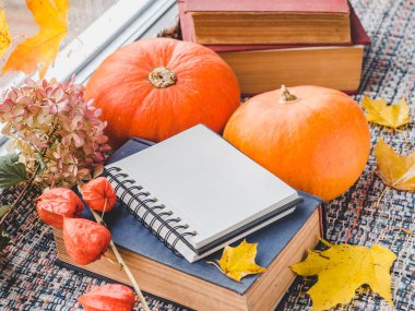 Sarı, pencerenin arka planında parlak yapraklar. Sonbahar temalı güzel bir fotoğraf. Yakın plan, yan görüş. Mevsimleri değiştirme kavramı