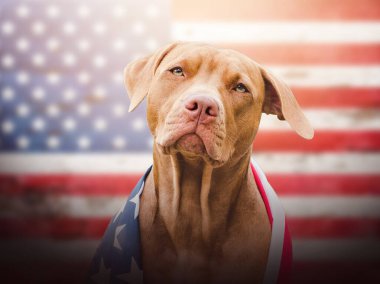 Sevimli, sevimli köpek yavrusu Amerika 'nın yanında oturuyor. Bayrak. Yakın plan, açık hava. Gün ışığı, stüdyo fotoğrafı. Tebrik kartı ve davetiye. Bakım, eğitim, itaat eğitimi, evcil hayvan yetiştirme kavramı