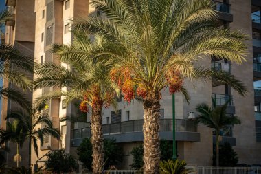 Hurma ağaçları. İsrail Ashkelon Ekim 2020