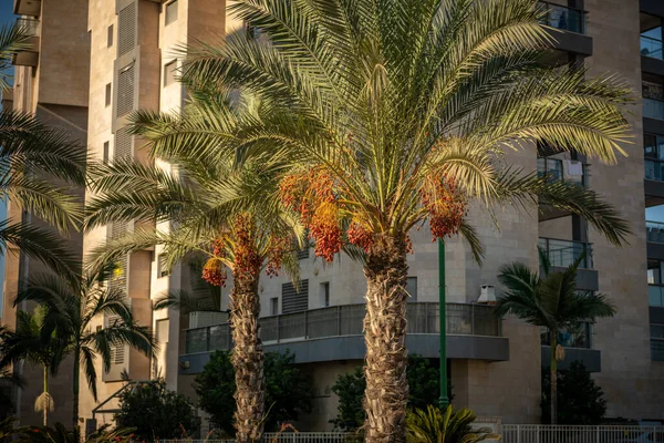 Fruits Palmier Dattier Israël Ashkelon Octobre 2020 — Photo