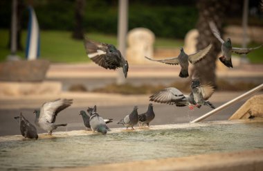 Susamış güvercinler sıcak bir günde çeşmede su içip yüzerler. İsrail Ashkelon Ekim 2020