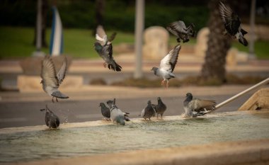 Susamış güvercinler sıcak bir günde çeşmede su içip yüzerler. İsrail Ashkelon Ekim 2020