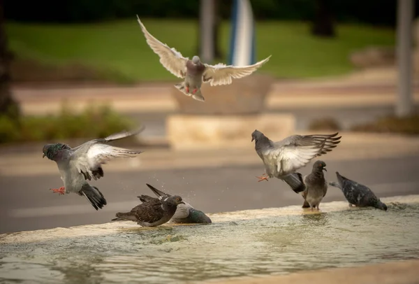 Palomas Sedientas Beben Agua Nadan Fuente Día Caluroso Israel Ashkelon — Foto de Stock