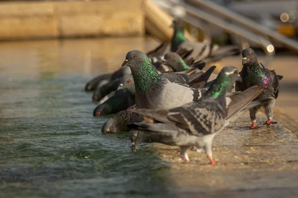 Palomas Sedientas Beben Agua Nadan Fuente Día Caluroso Israel Ashkelon — Foto de Stock