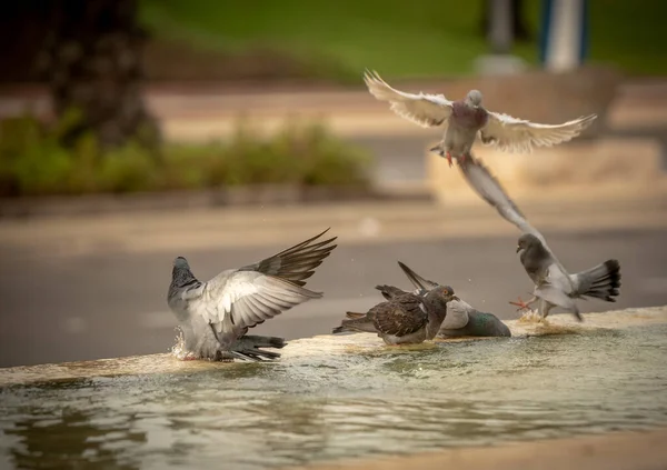 Thirsty Pigeons Drink Water Swim Fountain Hot Day Israel Ashkelon — Stock Photo, Image