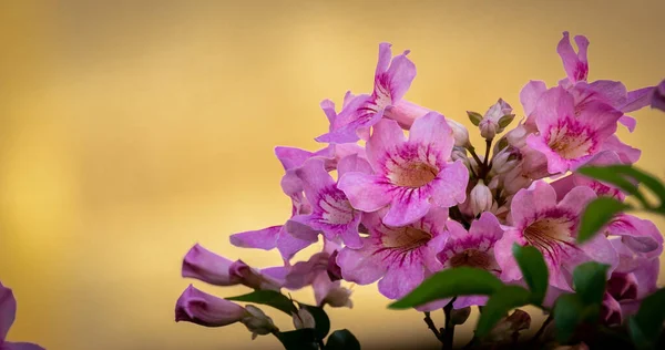 배경에 아름다운 분홍색 꽃들을 가까이 — 스톡 사진
