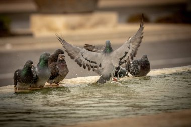 Susamış güvercinler sıcak bir günde çeşmede su içip yüzerler. İsrail Ashkelon Ekim 2020