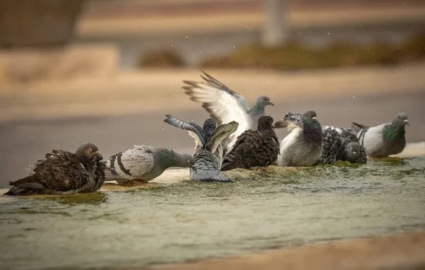 Palomas Sedientas Beben Agua Nadan Fuente Día Caluroso Israel Ashkelon — Foto de Stock