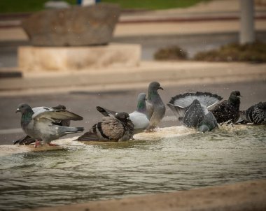 Susamış güvercinler sıcak bir günde çeşmede su içip yüzerler. İsrail Ashkelon Ekim 2020