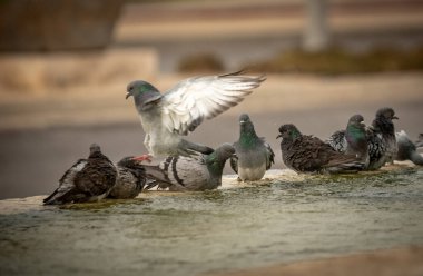 Susamış güvercinler sıcak bir günde çeşmede su içip yüzerler. İsrail Ashkelon Ekim 2020