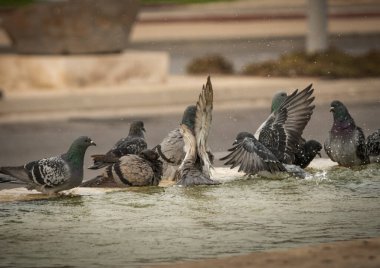 Susamış güvercinler sıcak bir günde çeşmede su içip yüzerler. İsrail Ashkelon Ekim 2020