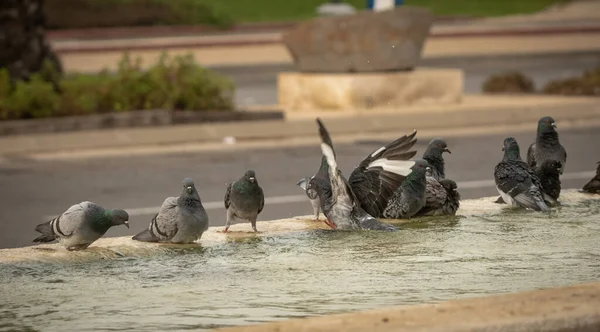 Palomas Sedientas Beben Agua Nadan Fuente Día Caluroso Israel Ashkelon — Foto de Stock