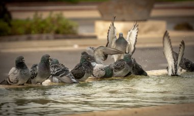 Susamış güvercinler sıcak bir günde çeşmede su içip yüzerler. İsrail Ashkelon Ekim 2020