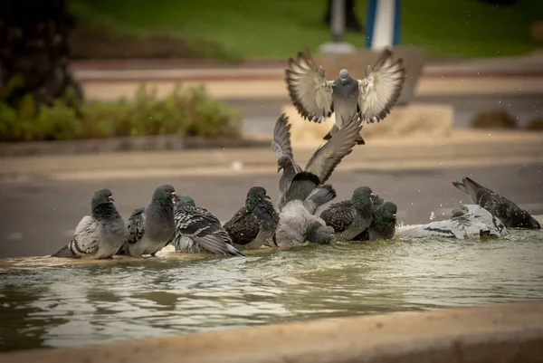 Palomas Sedientas Beben Agua Nadan Fuente Día Caluroso Israel Ashkelon — Foto de Stock