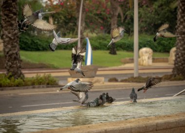 Susamış güvercinler sıcak bir günde çeşmede su içip yüzerler. İsrail Ashkelon Ekim 2020