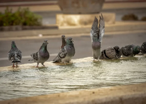 Thirsty Pigeons Drink Water Swim Fountain Hot Day Israel Ashkelon — Stock Photo, Image