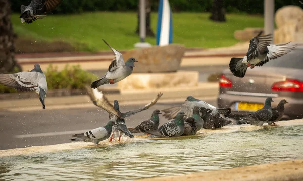 Thirsty Pigeons Drink Water Swim Fountain Hot Day Israel Ashkelon — Stock Photo, Image