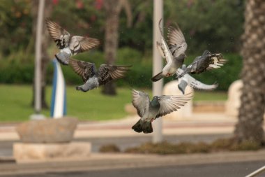 Susamış güvercinler sıcak bir günde çeşmede su içip yüzerler. İsrail Ashkelon Ekim 2020