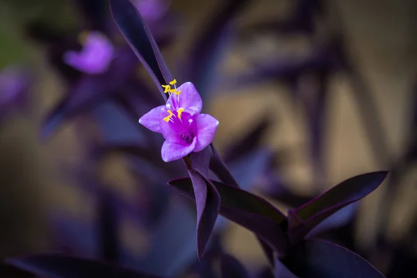 Hermosa Flor Púrpura Sobre Fondo Borroso — Foto de Stock