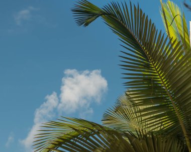 Hurma dallarından, üstüste dizilmiş bir yaprak ve üzerinde de gök cisimleri vardır. Seyahat veya tatil için reklam mektupları kavramı.