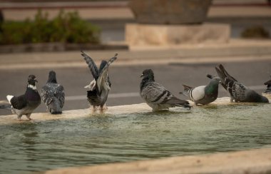 Susamış güvercinler sıcak bir günde çeşmede su içip yüzerler. İsrail Ashkelon Ekim 2020