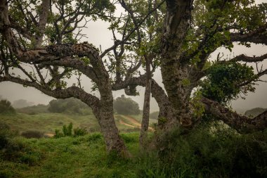 Eski ağaçlar sisli kırsal bir arazinin arka planına karşı. İsrail.