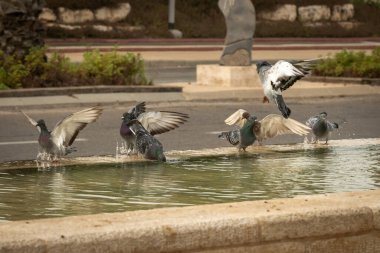 Susamış güvercinler sıcak bir günde çeşmede su içip yüzerler. İsrail Ashkelon Ekim 2020