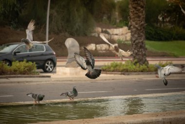 Susamış güvercinler sıcak bir günde çeşmede su içip yüzerler. İsrail Ashkelon Ekim 2020