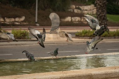 Susamış güvercinler sıcak bir günde çeşmede su içip yüzerler. İsrail Ashkelon Ekim 2020
