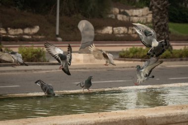 Susamış güvercinler sıcak bir günde çeşmede su içip yüzerler. İsrail Ashkelon Ekim 2020