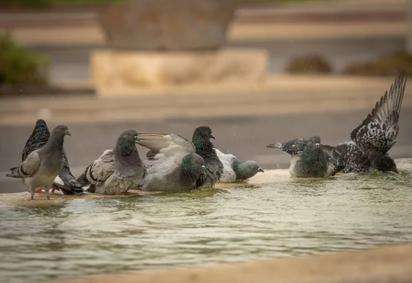 Susamış güvercinler sıcak bir günde çeşmede su içip yüzerler. İsrail Ashkelon Ekim 2020