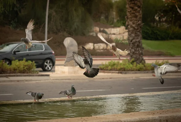 Susamış güvercinler sıcak bir günde çeşmede su içip yüzerler. İsrail Ashkelon Ekim 2020