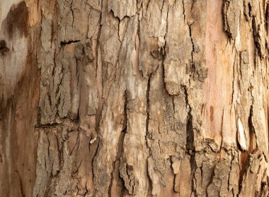 Gri ve kahverenginin doğal tonlarıyla ahşap doku. Arkaplan, doku, tasarım