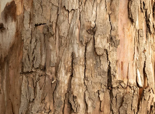 Gri ve kahverenginin doğal tonlarıyla ahşap doku. Arkaplan, doku, tasarım