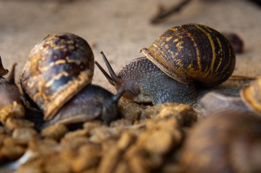 Büyük kahverengi bir salyangoz süründü ve sokak kedileri için yemek yedi..