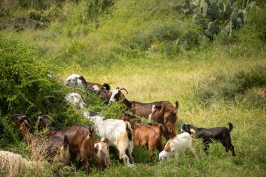 Komik koyun ot yer. Çiftlik hayvanları. Sürü otlakta otluyor. İsrail, Nisan 2021 'de ot yiyoruz. Çiftlik hayvanları. Sürü otlakta otluyor. İsrail, Nisan 2021