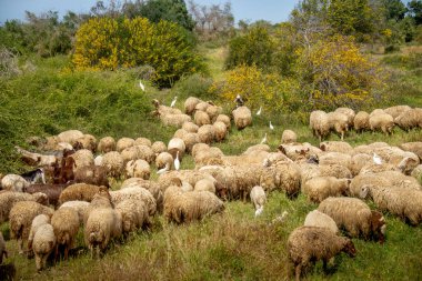 Komik koyun ot yer. Çiftlik hayvanları. Sürü otlakta otluyor. İsrail, Nisan 2021 'de ot yiyoruz. Çiftlik hayvanları. Sürü otlakta otluyor. İsrail, Nisan 2021