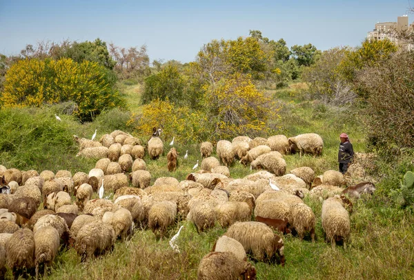 Funny shFunny sheep eat grass. Livestock. The herd grazes in the pasture. Israel, April 2021eep eat grass. Livestock. The herd grazes in the pasture. Israel, April 2021