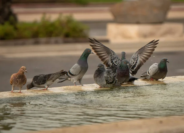 Susamış güvercinler sıcak bir günde çeşmede su içip yüzerler. İsrail Ashkelon Ekim 2020