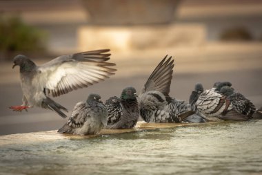 Susamış güvercinler sıcak bir günde çeşmede su içip yüzerler. İsrail Ashkelon Ekim 2020